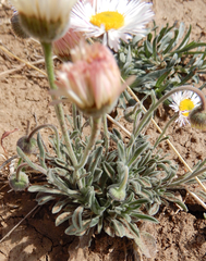 Erigeron bellidiastrum