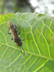 Tenthredo variicolor