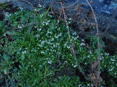 Draba verna
