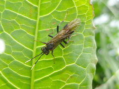 Tenthredo variicolor