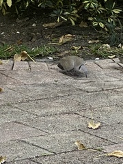Streptopelia decaocto