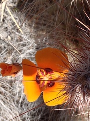 Calochortus kennedyi