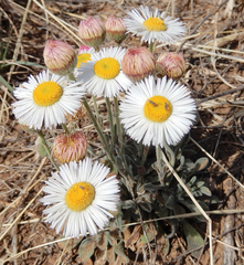 Erigeron bellidiastrum
