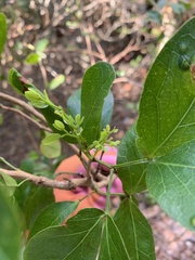 Pithecellobium keyense