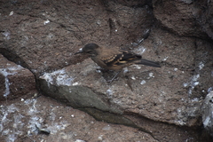 Cinclodes taczanowskii