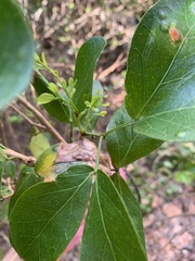 Pithecellobium keyense