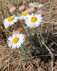 Erigeron bellidiastrum