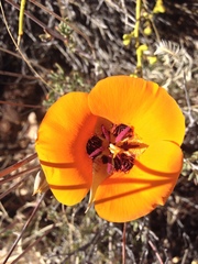 Calochortus kennedyi