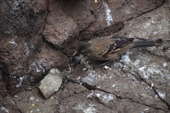 Cinclodes taczanowskii