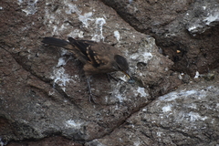 Cinclodes taczanowskii