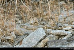 Masticophis taeniatus taeniatus