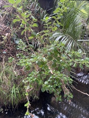 Coprosma repens