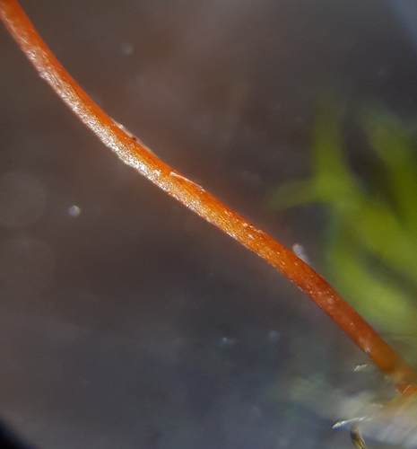 Image of Rigid Beard Moss (Didymodon rigidulus) by (c) Helen Waterman, some rights reserved (CC BY)