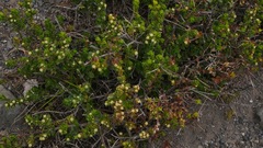 Baccharis patagonica