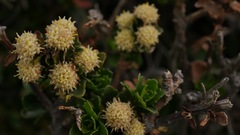 Baccharis patagonica