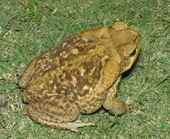 Rhinella diptycha