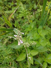 Teucrium vesicarium