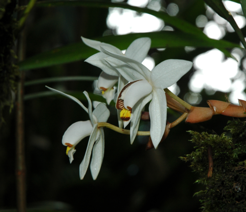 Coelogyne kaliana P.J.Cribb 4