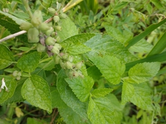 Teucrium vesicarium