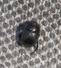 Geotrupes blackburnii