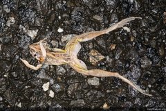 Litoria nasuta