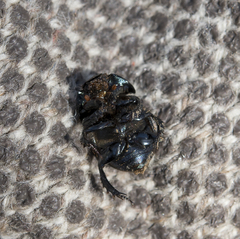 Geotrupes blackburnii