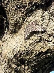 Hamadryas feronia