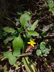 Hypoxis decumbens