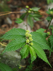Elatostema involucratum