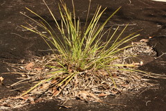 Lomandra hystrix
