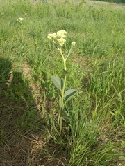 Arnoglossum plantagineum