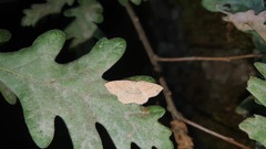 Cyclophora ruficiliaria