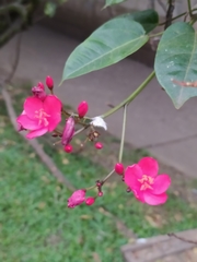 Jatropha integerrima