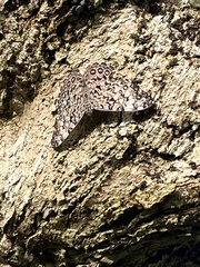 Hamadryas feronia
