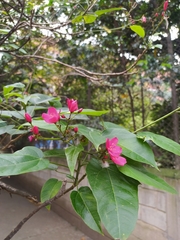 Jatropha integerrima