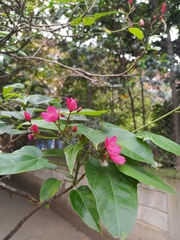 Jatropha integerrima