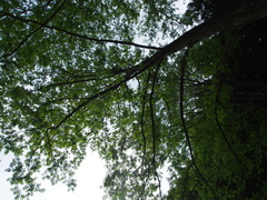 Pterocarya rhoifolia