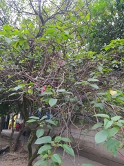Jatropha integerrima