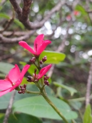 Jatropha integerrima