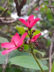 Jatropha integerrima
