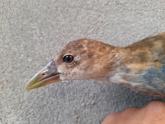 Porphyrio flavirostris