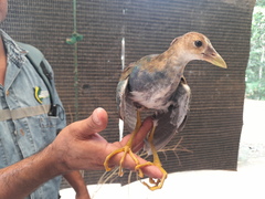 Porphyrio flavirostris