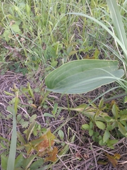 Arnoglossum plantagineum