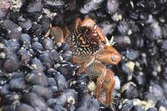 Geograpsus lividus