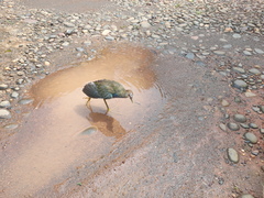 Porphyrio flavirostris