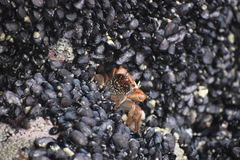 Geograpsus lividus
