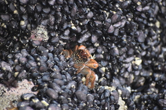 Geograpsus lividus