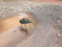 Porphyrio flavirostris