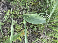 Arnoglossum plantagineum