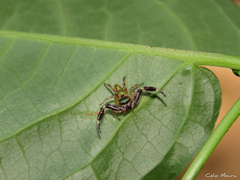 Lurio conspicuus